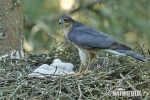 Accipiter nisus