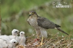 Accipiter nisus