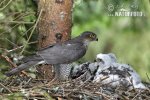 Accipiter nisus