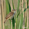 Acrocephalus schoenobaenus