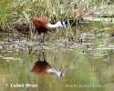 Actophilornis africanus