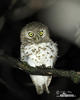 African Barred Owlet