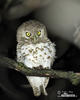 African Barred Owlet