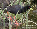 African Black Crake