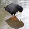 African Black Crake