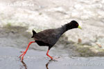 African Black Crake