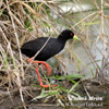 African Black Crake
