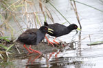 African Black Crake