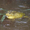 African Bullfrog