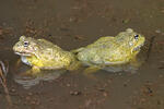 African Bullfrog