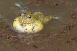 African Bullfrog