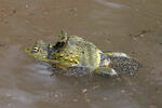 African Bullfrog