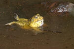 African Bullfrog