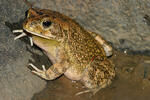 African common toad