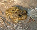 African common toad