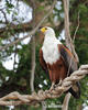 African Fish-Eagle