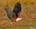 African Fish-Eagle