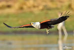 African Fish-Eagle