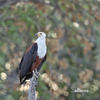 African Fish-Eagle