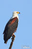 African Fish-Eagle