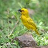 African Golden-weaver Yellow Weaver