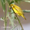 African Golden-weaver Yellow Weaver