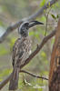 African Grey Hornbill