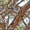 African Grey Hornbill