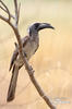 African Grey Hornbill