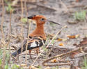 African Hoopoe