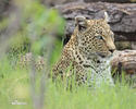 African leopard