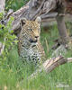 African leopard