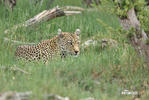 African leopard