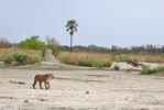 African Lion