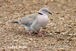 African mourning Collared dove