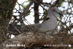 African mourning Collared dove