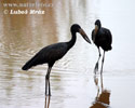 African Openbill