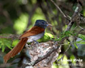 African Paradise Flycatcher