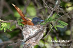 African Paradise Flycatcher