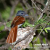 African Paradise Flycatcher