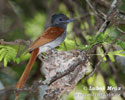 African Paradise Flycatcher