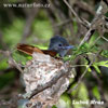 African Paradise Flycatcher