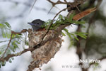 African Paradise Flycatcher