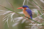 African pygmy Kingfisher