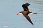 African Skimmer