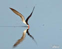 African Skimmer