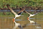 African Skimmer