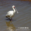 African Spoonbill