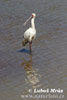 African Spoonbill