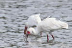 African Spoonbill